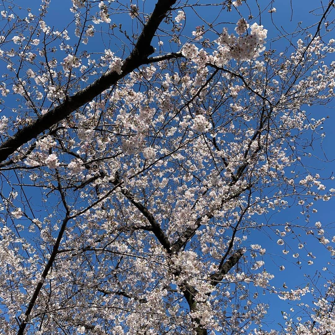 倉野麻里のインスタグラム：「つい2週間くらい前に撮った桜🌸 綺麗だったなあ。 思えばこの頃はまだ平穏でした。 緊急事態宣言が出されてものものしいですが、せめて心は穏やかに過ごせるよう整えたいと思います✨  #stayhome #keepcalmandcarryon」