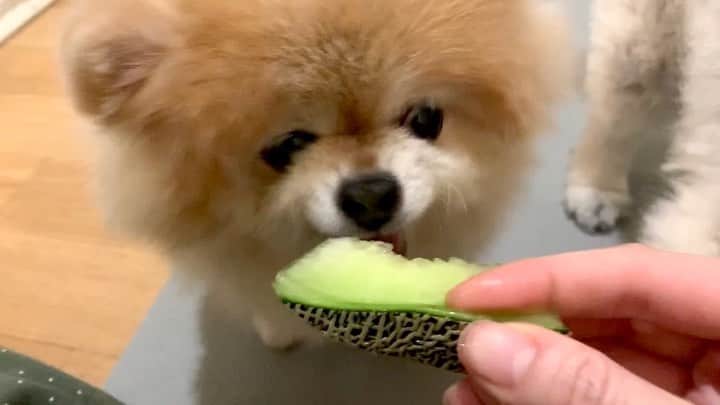 Ella Chuffyのインスタグラム：「Yum yum yum 🍈🤍 #stayhome #stayhealthy #eathealthy . . . . . . . . . #ellachuffy #pet #petstagram #pomeranianpage #pomeraniansofinstagram #teacuppoms #cutedogs #pomeranian_lovers #pomeranianlife #pomeranianworld #teddybeardog #pomeranian #puppylove #aplacetolovedogs #dogoftheday #justpomeranians #fluffypack #dogoftheday #anmlsposts #thedailypompom #picoftheday #iflmdog #犬 #狗 #everydaydoglover  #pomeranianww #justpomeranians #ปอมเมอเรเนียน」