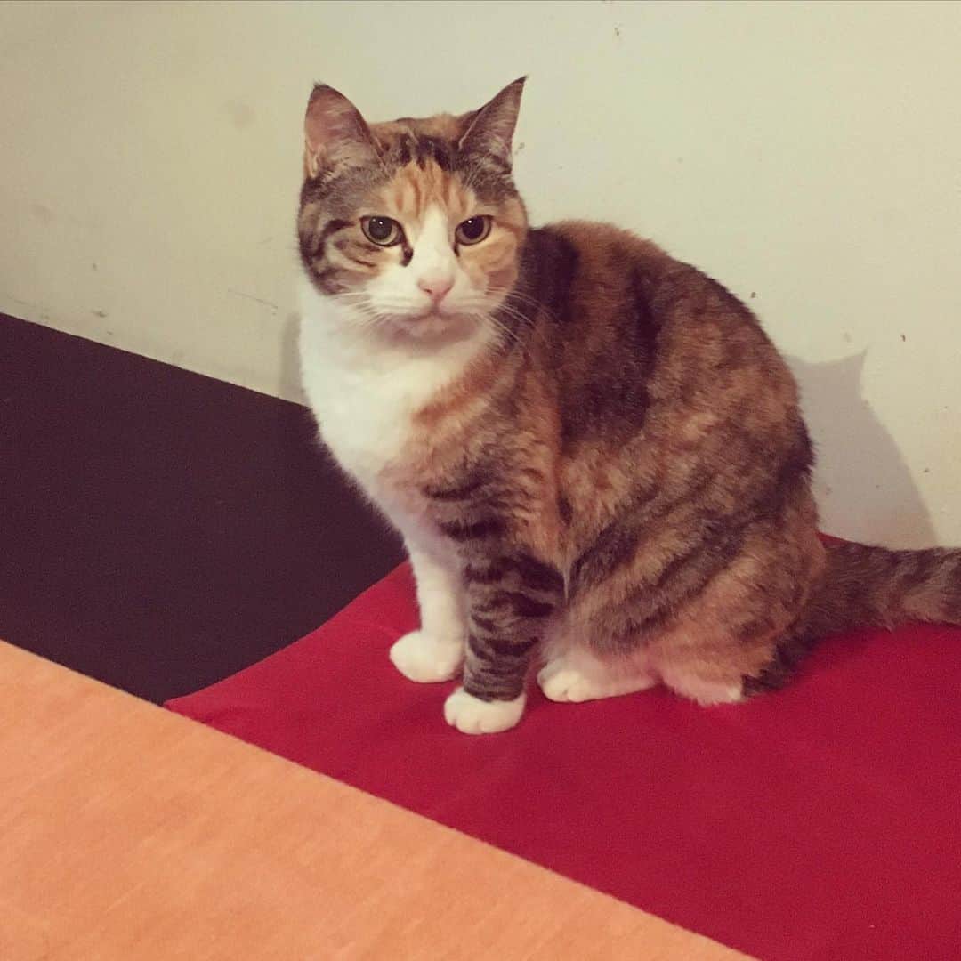 大鋸一正のインスタグラム：「色彩構成上の猫。」