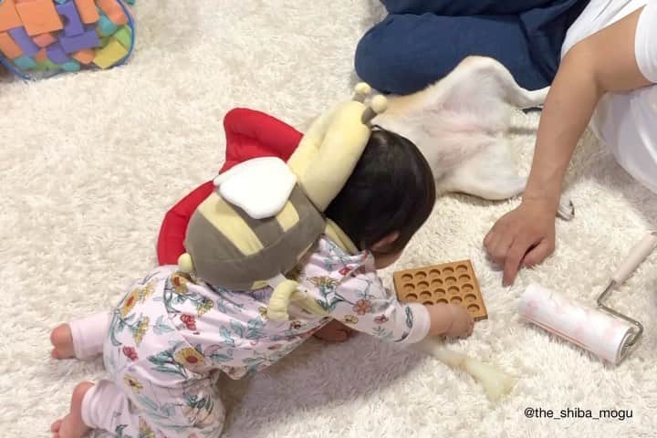 Moguのインスタグラム：「. 途中からナデナデの様子がおかしいなの。 #換毛期とは . @the_shiba_mogu  #柴犬 #shibainu #shiba#赤柴 #redshiba#犬 #dog#しばいぬ#nannydog#犬と子供#子供と犬#柴犬と子供#柴#赤ちゃんと犬#犬と赤ちゃん#柴犬と赤ちゃん#赤ちゃんと柴犬#柴犬のいる暮らし#子守犬」