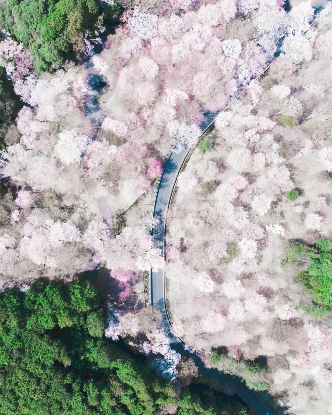 山中海輝さんのインスタグラム写真 - (山中海輝Instagram)「こんな状況でも自分の行先を見失わないように更に深く根をさし、強くありたいと思う。  #📝　#japanisbeautiful @dji_japan @djiglobal」4月7日 23時00分 - kaikiyamanaka