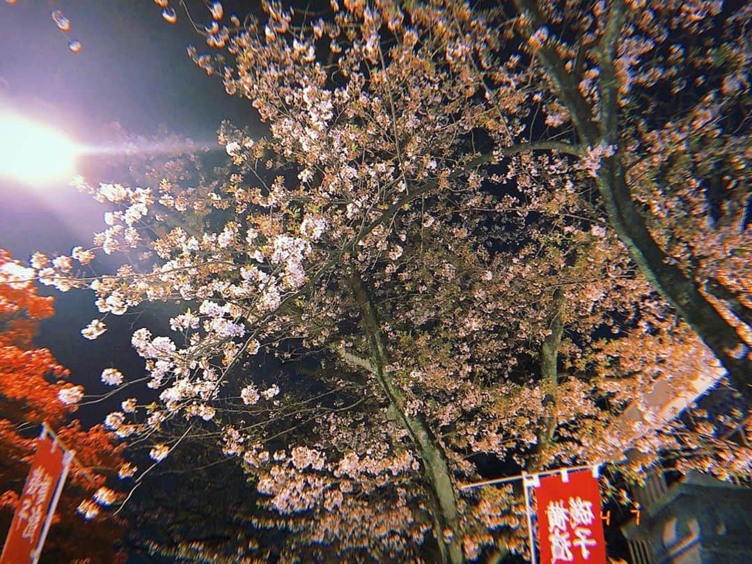 山崎桃子さんのインスタグラム写真 - (山崎桃子Instagram)「#夜桜」4月7日 23時14分 - momochan0910