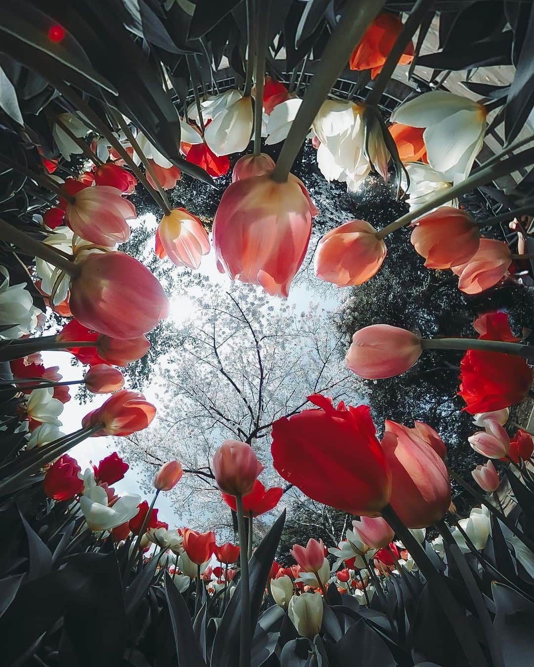 wacameraのインスタグラム：「SAKURA × TULIP = ？？？(guess) . . . 明日の娘の入学式が延期になったと学校から今日連絡。中止じゃなくて延期でよかった。GWあけか、はたまたその先かわからないけど式典を開催できた暁にはたくさん写真撮っちゃる！(娘は嫌がる)」
