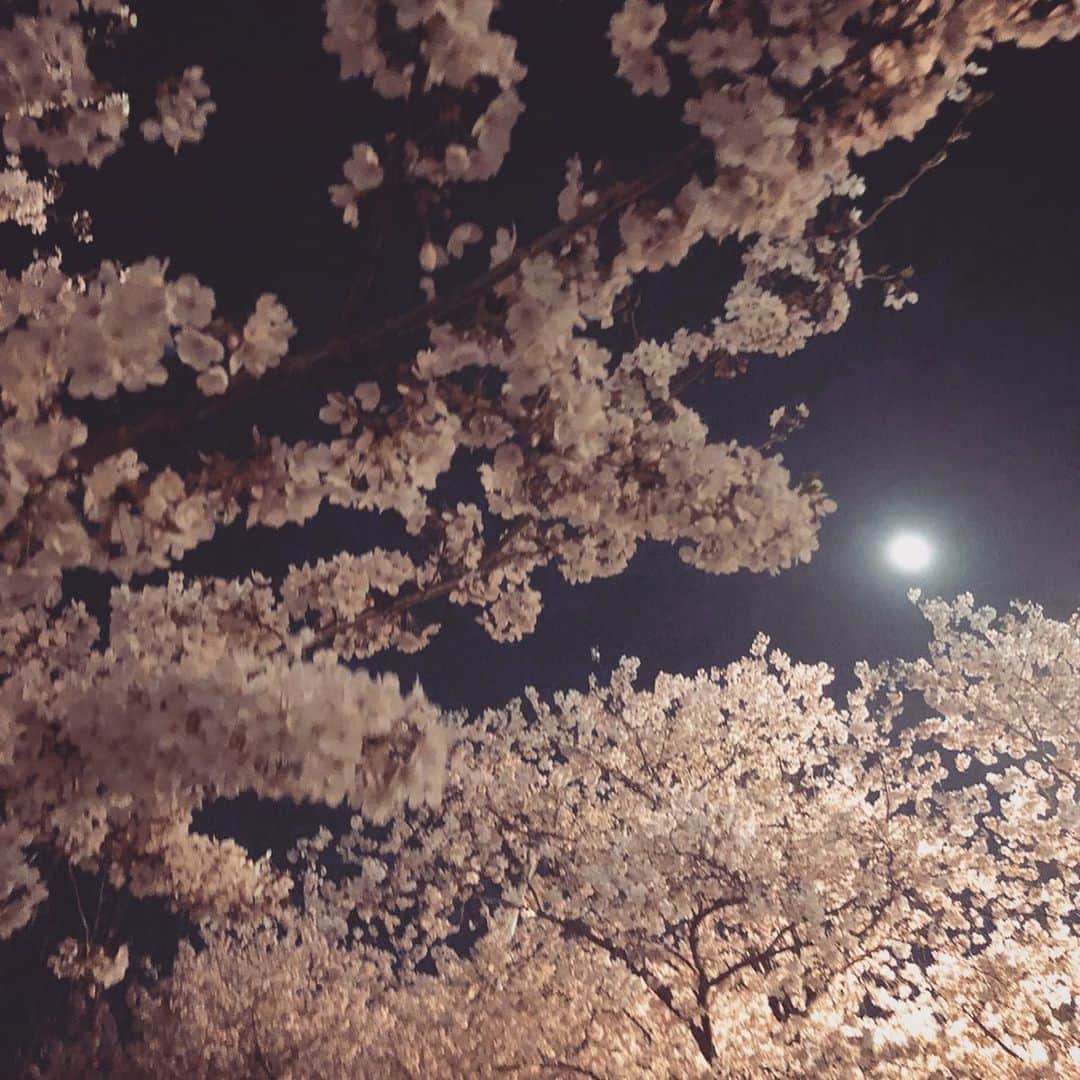 鈴木絢子さんのインスタグラム写真 - (鈴木絢子Instagram)「・ ・ 【満月と桜】 #スーパームーン と#夜桜 の最強の組み合わせ🤗✨ ・ 今年はゆっくり桜を見る機会もなく、、 残念ではありましたが💦 来年は元の四季を楽しめる生活に戻れるように✊ ・ 今は#緊急事態宣言 に従い、移動は極力控えること。🏎 東京→大阪移動中に実家の浜松に立ち寄ることもやめて、拠点を定めようと思います💦 ・ ・ ・ ・ #桜満開 #夕焼け桜 #犬の散歩 #自粛 #フリーランス #働く女性 #桜 #仕事帰り #fullmoon #sakura #jewelry #sakuraphoto #supermoon #🌸 #🌕」4月7日 23時33分 - ayako_suzuki810