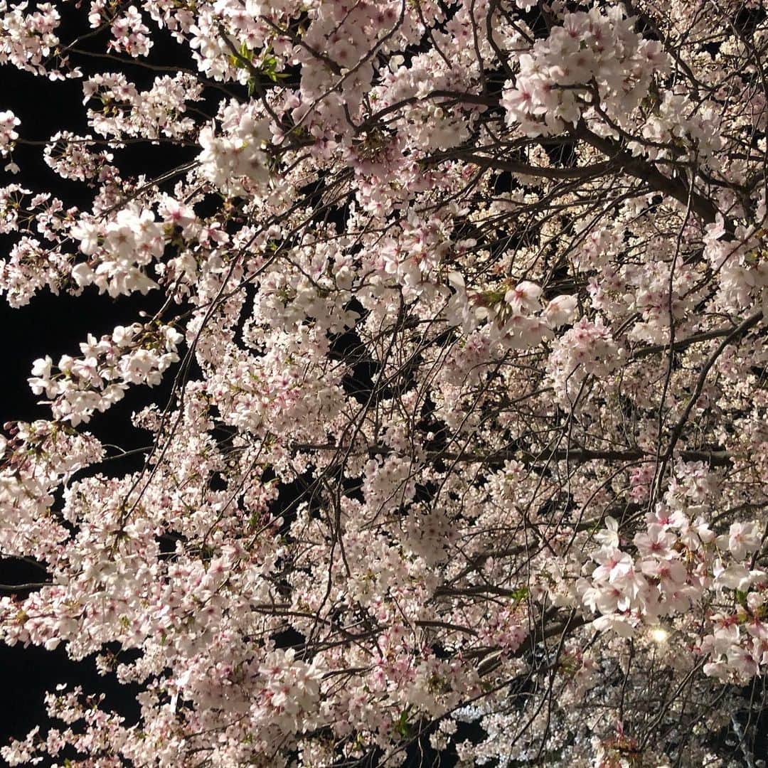 鈴木絢子さんのインスタグラム写真 - (鈴木絢子Instagram)「・ ・ 【満月と桜】 #スーパームーン と#夜桜 の最強の組み合わせ🤗✨ ・ 今年はゆっくり桜を見る機会もなく、、 残念ではありましたが💦 来年は元の四季を楽しめる生活に戻れるように✊ ・ 今は#緊急事態宣言 に従い、移動は極力控えること。🏎 東京→大阪移動中に実家の浜松に立ち寄ることもやめて、拠点を定めようと思います💦 ・ ・ ・ ・ #桜満開 #夕焼け桜 #犬の散歩 #自粛 #フリーランス #働く女性 #桜 #仕事帰り #fullmoon #sakura #jewelry #sakuraphoto #supermoon #🌸 #🌕」4月7日 23時33分 - ayako_suzuki810