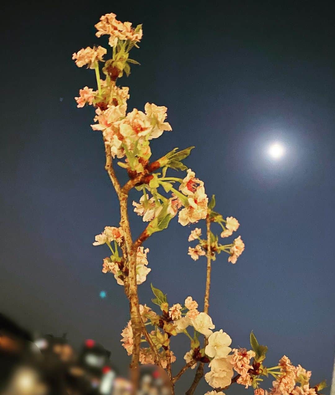 野田彩加さんのインスタグラム写真 - (野田彩加Instagram)「夜桜とスーパームーン🌸🌕 スーパームーンでパワーチャージ☺️✨✨ #スーパームーン　#夜桜 #supermoon #🌕　#綺麗だね #来年は夜桜できるといいな　#お花見も #1ヶ月後　#どうなってるかな」4月7日 23時34分 - aya.205