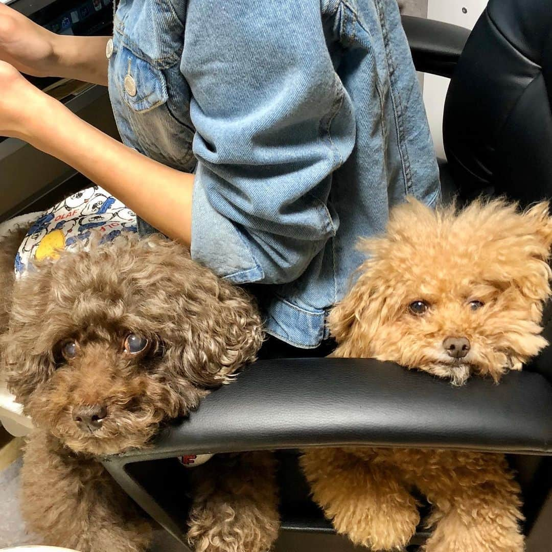 Yumiko Obaさんのインスタグラム写真 - (Yumiko ObaInstagram)「#おうち時間  #リモートワーク  こうなります🐶 もじゃ&ぽっけ * * * * * ____________________________________________________💐 ❤︎stylepoint❤︎ 即納品、SALE品のみでご購入下さると 即日発送🔜🔜🔜🛒🛍📦🏠 * * 予約商品と一緒にご購入されますと、予約商品が揃ってからの発送になります⚠️⚠️⚠️ * * 別発送をご希望の場合はこちら💁‍♀️ ⬇️ ⬇️ info＠stylepoint.jp お気軽にお問い合わせください☺️💖 ____________________________________________________💐 * * * * * ____________________________________________________💐 🛍postへのタグ付けからshop NOW🛒❣️ ✈︎✈︎✈︎商品ページにすぐに飛べるようになっています。 プロフィールにはshopへのリンクがございます🌟 💌お問い合わせはメールにてinfo@stylepoint.jp ____________________________________________________💐  #大人コーディネート #大人コーデ #大人女子 #大人可愛い #大人可愛いコーデ #大人ファッション #大人カジュアル #大人カジュアルコーデ #大人女子コーデ #ファッション #コーディネート  #今日のコーデ #本日のコーデ  #春 #コロナ #コロナに負けるな #コロナウイルスが早く終息しますように #トイプードル #トイプードル男の子 #stayhome  #アラフォーコーデ #アラフォー #アラフィフ #アラフィフコーデ #アラフォーファッション #アラサーコーデ #アラサー  #セレクトショップ  http://stylepoint.jp」4月7日 23時36分 - stylepoint_jp