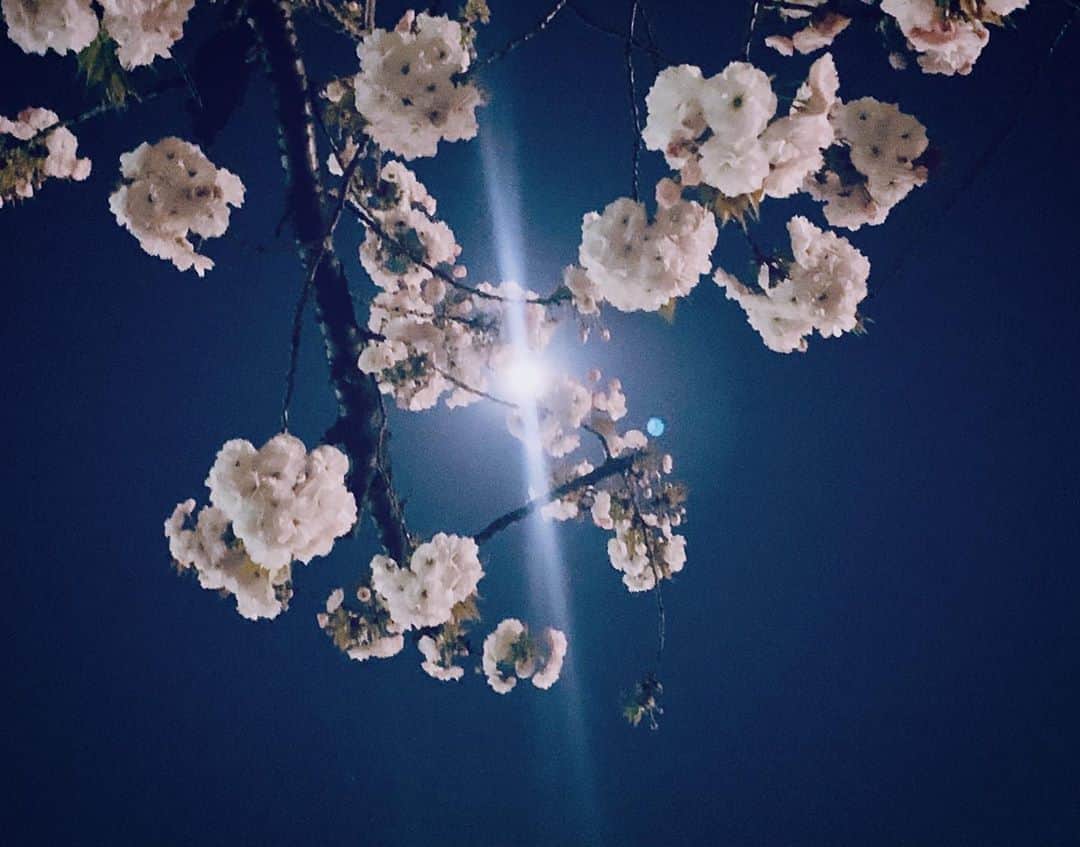 福田典子さんのインスタグラム写真 - (福田典子Instagram)「帰り道。‬ ㅤㅤㅤㅤㅤㅤㅤㅤㅤㅤㅤㅤㅤ ‪まだ咲いていたさくらとスーパームーンがとても綺麗でした。‬ ㅤㅤㅤㅤㅤㅤㅤㅤㅤㅤㅤㅤㅤ ‪みなさんもよかったら部屋の中からでもスーパームーンを見てみてください🌙‬ ㅤㅤㅤㅤㅤㅤㅤㅤㅤㅤㅤㅤㅤ ‪いつもより大きなお月様が見えて、なんだかほっとする夜空ですよ💫‬ ㅤㅤㅤㅤㅤㅤㅤㅤㅤㅤㅤㅤㅤ #スーパームーン #さくら #気まぐれ返信させていただきました」4月7日 23時47分 - norikofukuda212