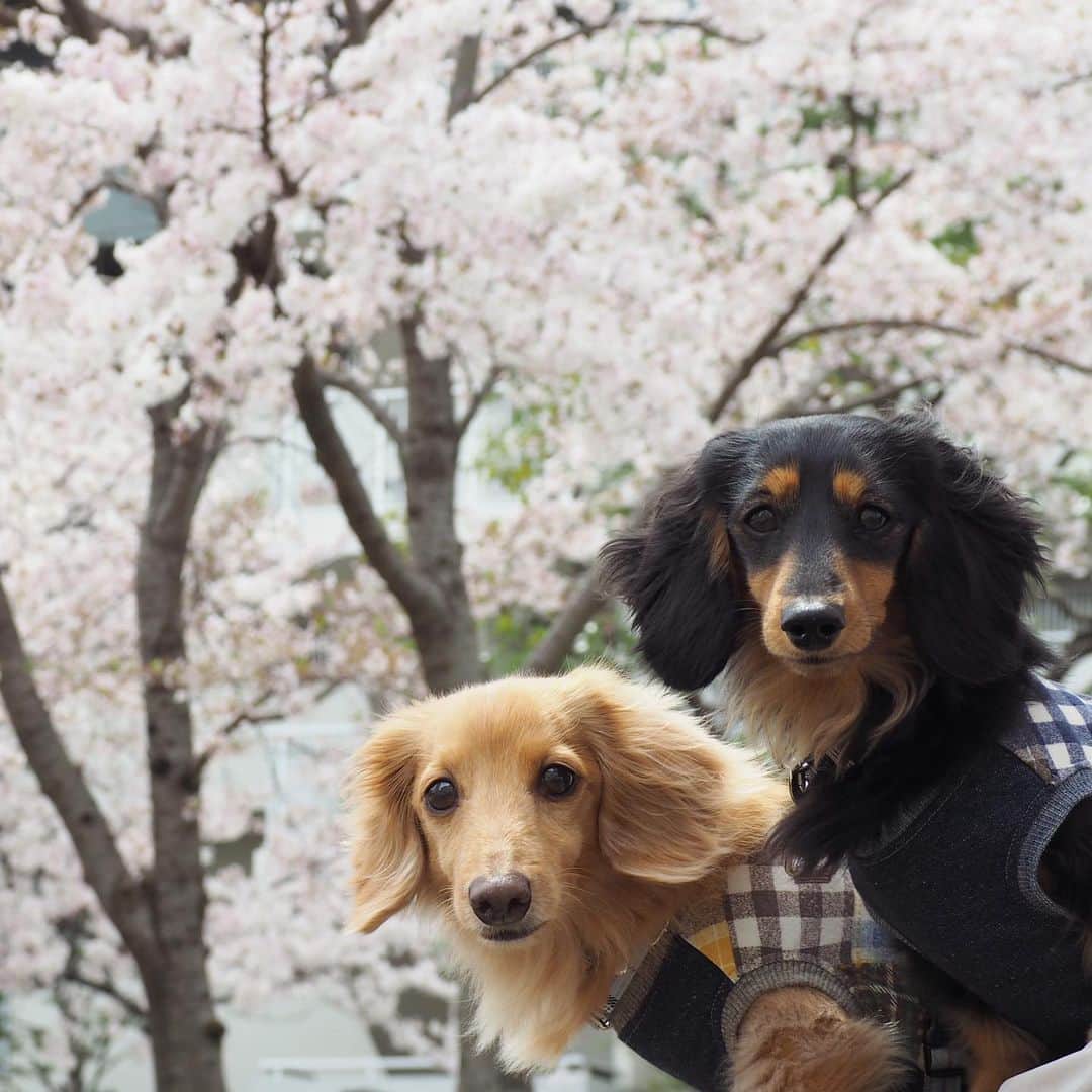 Sora Momoさんのインスタグラム写真 - (Sora MomoInstagram)「桜の木の下でお散歩休憩中のそらともも🐶🐾🐶 ☺︎ 家の近くはどちらに歩いても桜が満開🌸 写真は公園でもなく住宅街の中に咲く桜 ベンチで休憩中に桜をバックに撮ったつもりが桜がボヤボヤで😅💦何がバックかわかりませ〜ん ☺︎ 休憩中もあっち向いたりこっち向いたりする2人 最後の写真はこっち向くかなって思っておやつあるよ〜って言った時の2人😂 ☺︎ 緊急事態宣言が出たけど 家族全員仕事はいつも通り 普段からあまりお出かけもしないし いつもと全く変わらない我が家です😅 ☺︎ #お散歩#休憩中#キョロキョロ観察中#桜#おやつと聞いて#身を乗り出す#去年も同じような写真撮ったなぁ#仲良し#そらともも #ダックス#ミニチュアダックス#ダックス多頭飼い  #dachshund #miniaturedachshund」4月7日 23時55分 - teratera_sorapu_