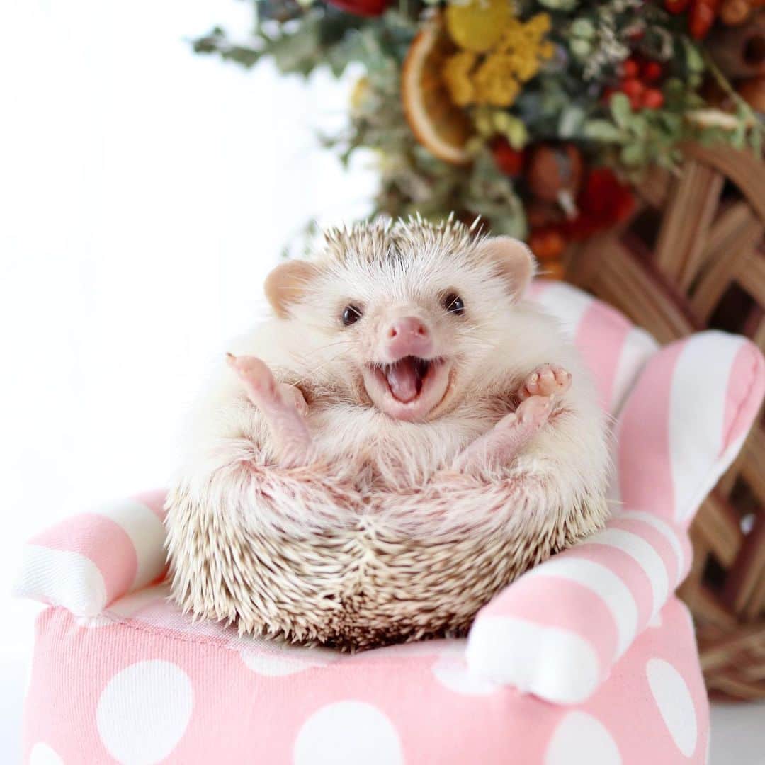 ダーシーのインスタグラム：「Chopin 2/16/2019 🦔💐✨ #stayhome ・ ・ ・ Instagramから癒しと元気を発信してくれている皆さんのおかげで日々助かっています😊 一人一人がやれる事は、外出の自粛以外にもたくさんありますね👏🏻 こんな時だからこそ笑顔を作ってくれる皆さんを応援します📣✨ そして準備が整ったら僕にも出来る事、やりますねー‼️」