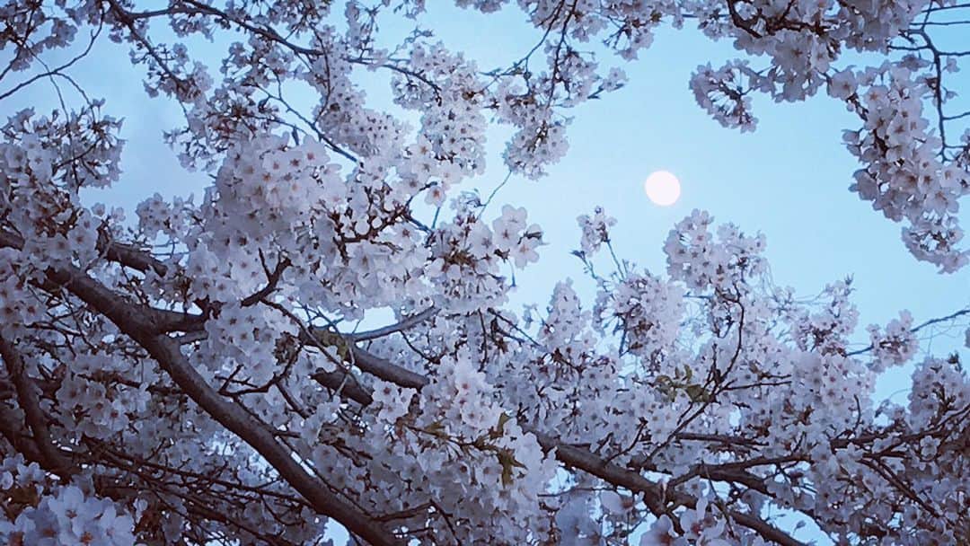 のインスタグラム：「昨日はスーパームーン 皆みれた〜？ 🌝  #満月 #今年最大の満月 #らしいです #スーパームーン #ピンクムーン #こゆの好き #みてないけど #写真は数日前の 🌖🌸」