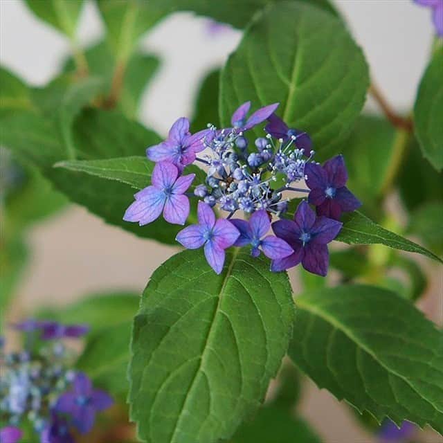 キナリノさんのインスタグラム写真 - (キナリノInstagram)「. ＼キナリノモール／石木花｜【送料無料】ヤマアジサイ　藍姫 . －－－－－－－－－ お部屋で楽しむ、小さな紫陽花 . 日本の伝統色である「藍色」の花や、凛とした佇まいが美しいヤマアジサイ。 手のひらに乗るほど小さな紫陽花ですが満開に花咲いた姿は見ごたえ十分。リビングに飾れば、穏やかな潤いがお部屋を満たしてくれるでしょう。  花期は5月下旬～6月頃なので 母の日のギフトにもおすすめです＊ . －－－－－－－－－ https://kinarino-mall.jp/item-49179 . . ▶画像をタップすると詳細情報をご覧いただけます。 . ▶プロフィールの「インスタ掲載」ボタンから、ご紹介商品をまとめてご覧いただけます。→@kinarino_official . ▶キナリノアプリでも販売中！ 「お買いもの」→「インスタグラム掲載アイテム」 ※ダウンロードはプロフィールリンクから→@kinarino_official . . #キナリノモール #キナリノ #丁寧な暮らし #暮らし #ヤマアジサイ #藍姫 #紫陽花 #春 #花 #お花 #盆栽 #母の日 #石木花 #hydrangea #spling #bonsai #flower #mothersday #instagood .」4月8日 10時00分 - kinarino_official