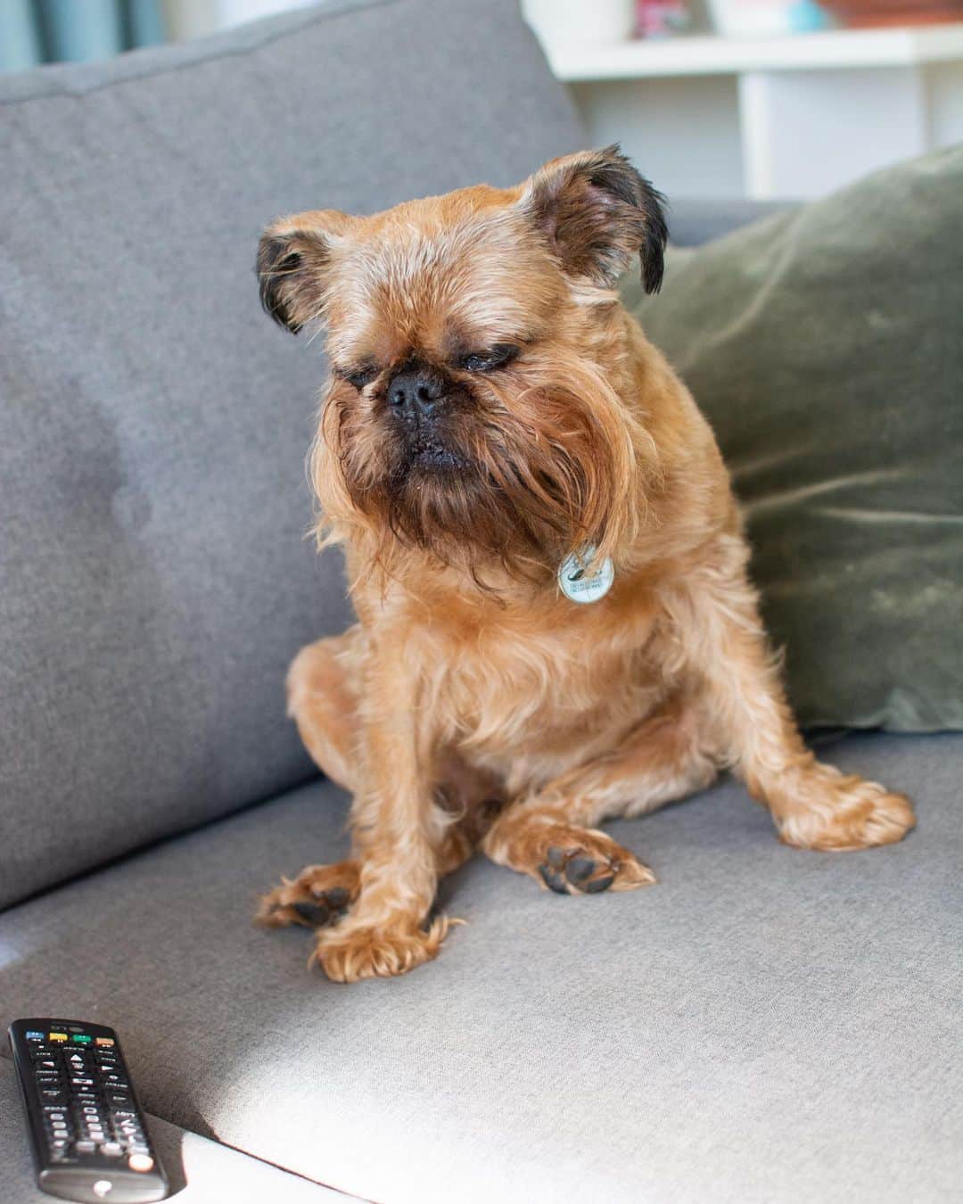 Digby & Aloのインスタグラム：「When the remote is in sight but not close enough that you can reach it without getting up. #isolife」