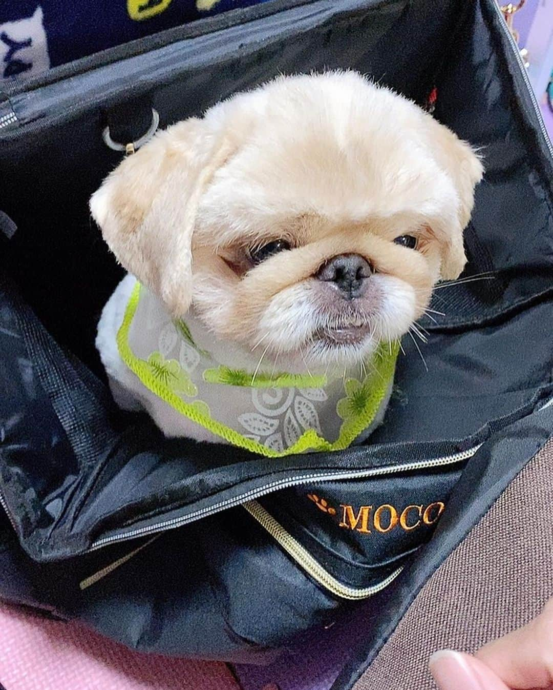 来栖うさこさんのインスタグラム写真 - (来栖うさこInstagram)「🐶 . この間載せたもこちゃん🐶 名前入りのリュックですが、 せっかくなのでちゃちゃまる🐶にも 入って頂きました( ^ω^ ) . @winsun.eguchi . . サイズがちょうどいい？ 安心する？？のか、 ちゃちゃまるは眠たそうにしてました💤 . 移動のとき落ち着けるのはいいよね〜 ちゃちゃまるお気に入りらしい☺️💕 . . . . #来栖うさこ #ペキマル #ペキニーズ #マルチーズ #愛犬 #dog #bag #バッグ #愛犬とお出かけ  #愛犬のいる生活  #リュック #ペットのいる生活  #犬好きな人と繋がりたい」4月8日 10時25分 - kurusu_usako