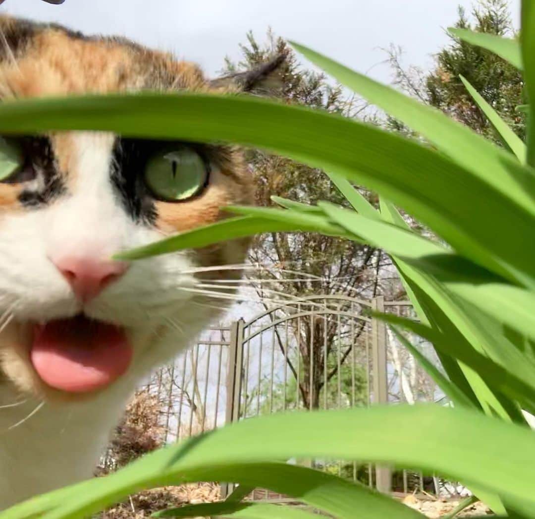 リリーのインスタグラム：「Tongue out Tuesday 😋 . . . #lillycrazyeyes #quarantine #stayhome #catsofinstagram #9gag #calico #instacat #meowstagram #meow #meowdel #tongueouttuesday #instacalico #calico」