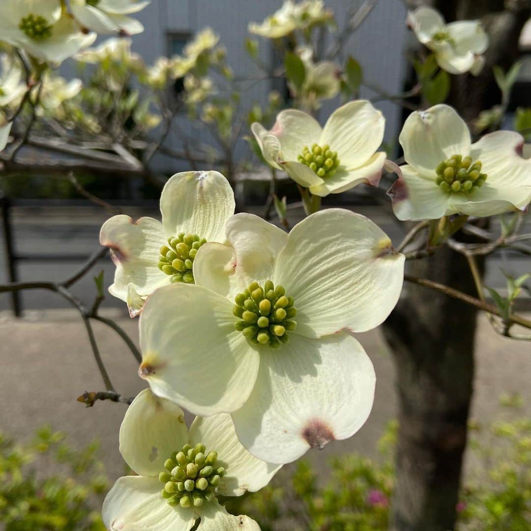 Kensho Onukiさんのインスタグラム写真 - (Kensho OnukiInstagram)「今日午前中にまた肩のリハビリに。なかなか完治しないんですよね。帰り道の整備された遊歩道沿いの植木のみなさんたち(^^)最初の白いのは不明で、あとはハナミズキとあけびの花。目の保養。気持ちがほぐれます。ありがとうフラワーズ😊😊😊#大貫憲章花巡り #遊歩道 #ハナミズキ #あけび #リハビリ帰り #コロナ緊張緩和 #花好きな人と繋がりたい」4月8日 3時00分 - kensho_onuki