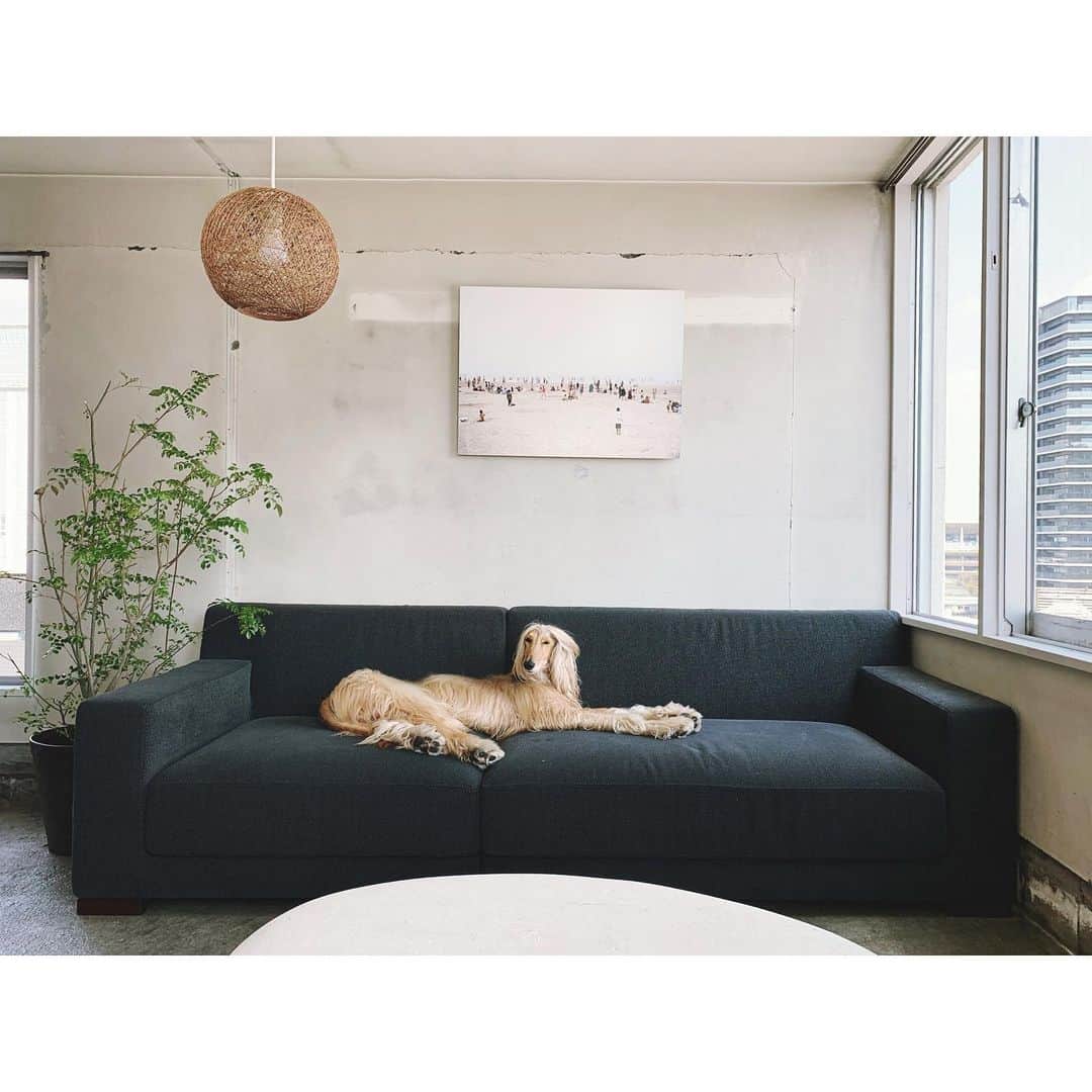 大田由香梨さんのインスタグラム写真 - (大田由香梨Instagram)「Stay at Home 🪐 君にとっては素晴らしい時間ですね🕊 @creme_afghanhound」4月8日 11時27分 - otayukari