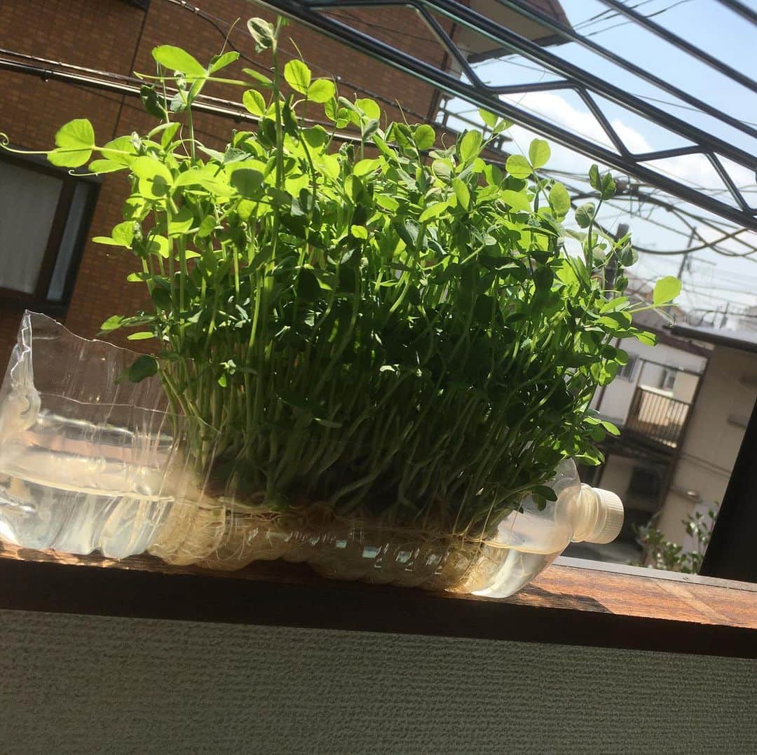 のインスタグラム：「うちの豆苗コロナに負けず3周目にしてこの力強さ。 いくつか壁にぶち当たってしまった箇所もあるけど、これから自身初の4周目に挑む。  #豆苗　#コロナに負けるな」