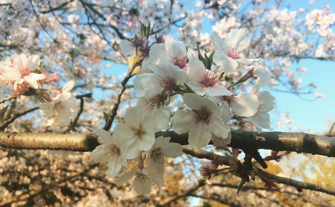松田洋治のインスタグラム：「今年の花たち。ありがとう。来年は心置きなく楽しむよ。」