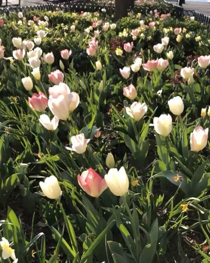 のインスタグラム：「✨🌷」