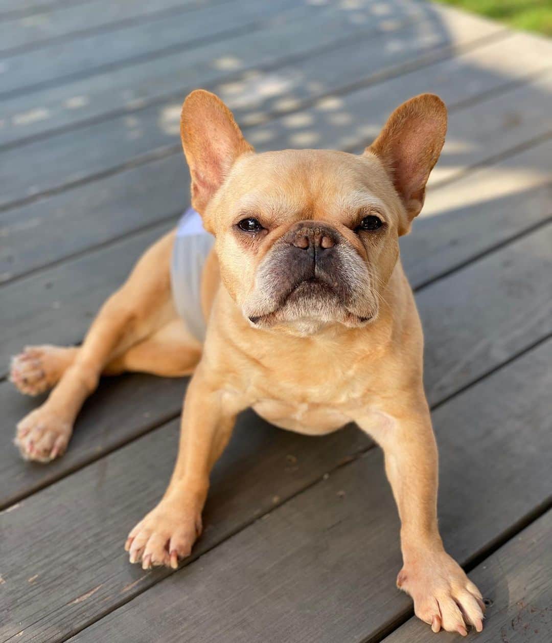 Hamlinのインスタグラム：「This is how I supervise while the humans do yard work. Now what do I have to do to get an poultry flavored iced tea and a biscuit out here? .......... #thegreatoutdoors #spring」