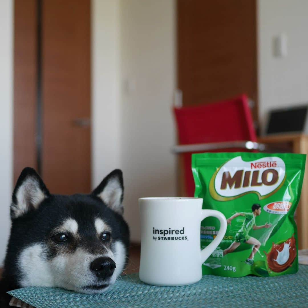 くろさんのインスタグラム写真 - (くろInstagram)「#強い子のミロ 💪🏼 #Nestlé #NestléMILO #MILO #ミロ #kuroshiba #blackshiba #shibainu #shibastagram #instadog #dogstagram #柴犬 #黒柴 #黑柴 #日本犬 #和犬 #あごのせ犬 #癒し犬 #いぬら部 #ふわもこ部 #柴犬部 #モフモフ生命体 #柴犬のいる暮らし #柴犬のいる生活 #柴犬と一緒 #わんこのいる暮らし #わんこのいる生活 #わんこと一緒 #わんダフォ #わんだふるJapan」4月8日 7時39分 - m6bmw