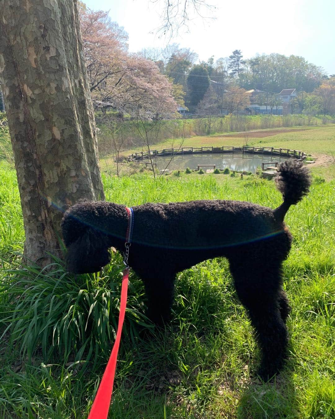 佐藤東弥のインスタグラム：「久しぶりの丸池 魔犬といっしょに」