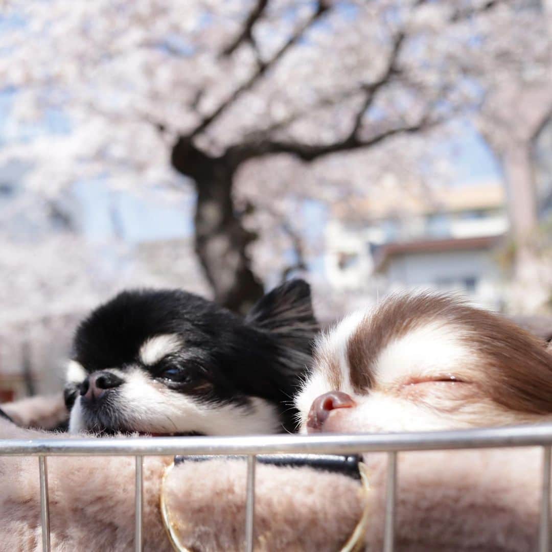 kayoのインスタグラム：「* * お団子がふたつ😁🍡🌸🌸🌸 * * Melon🌸Lychee * * #chihuahua#chihuahualove#dogstgram#dog#instadog#チワワ#チワワ大好き * *」