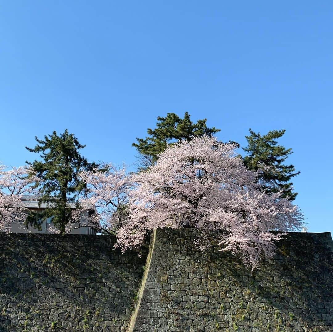 楠紗友里さんのインスタグラム写真 - (楠紗友里Instagram)「恐竜と私。🦖* 福井駅前は、恐竜がたくさんいます。結構リアルです。 * 現場までの道のり。 桜がとっても綺麗でした🌸 福井城址の桜を眺めていたら、越前時代行列という催しを思い出しましたが、まさかのここ数年中止になっていると伺い、悲しくなりました😢* * 無性に食べたくなって買っちゃった❤︎ さくら茶屋のたこ焼き🐙 よく勤務の間に会社の先輩方が買って下さった、ものすごーく思い入れのある味🥺 福井にしかないんだよなあ😭😭 * またコロナが落ち着いたら、ゆっくり遊びに来ます♬ * * #福井 #帰福 #福井愛 #恐竜県 #桜 #お花見 もどき #本当は足羽川が名所 #🌸 #コロナに負けるな」4月8日 9時01分 - sayuri_kusunoki