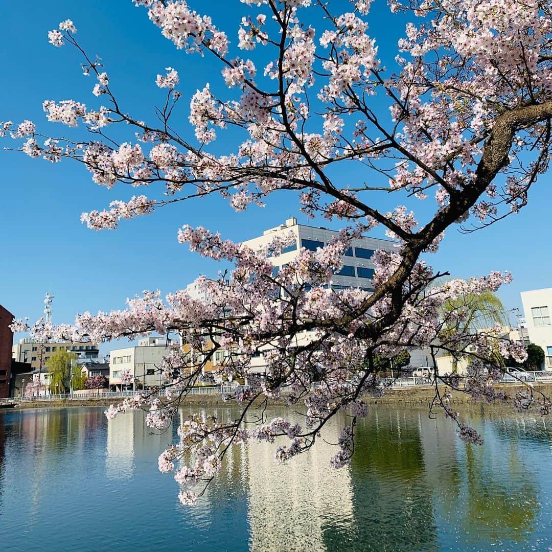 楠紗友里さんのインスタグラム写真 - (楠紗友里Instagram)「恐竜と私。🦖* 福井駅前は、恐竜がたくさんいます。結構リアルです。 * 現場までの道のり。 桜がとっても綺麗でした🌸 福井城址の桜を眺めていたら、越前時代行列という催しを思い出しましたが、まさかのここ数年中止になっていると伺い、悲しくなりました😢* * 無性に食べたくなって買っちゃった❤︎ さくら茶屋のたこ焼き🐙 よく勤務の間に会社の先輩方が買って下さった、ものすごーく思い入れのある味🥺 福井にしかないんだよなあ😭😭 * またコロナが落ち着いたら、ゆっくり遊びに来ます♬ * * #福井 #帰福 #福井愛 #恐竜県 #桜 #お花見 もどき #本当は足羽川が名所 #🌸 #コロナに負けるな」4月8日 9時01分 - sayuri_kusunoki