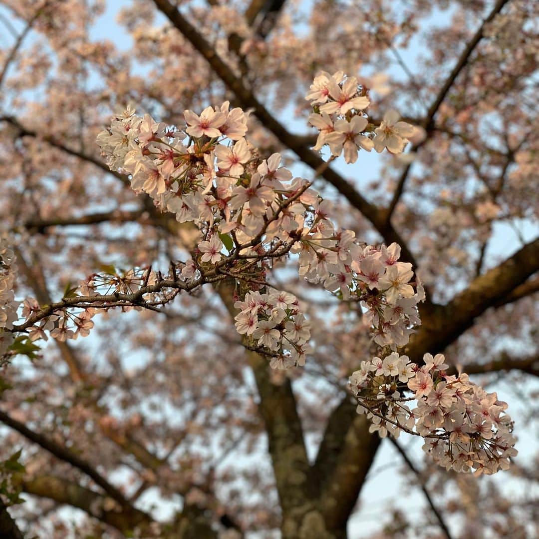 栗田善太郎さんのインスタグラム写真 - (栗田善太郎Instagram)「朝散歩。 家仕事。 生放送。 ループが続く事にも感謝しつつ。」4月8日 9時01分 - kurizen01