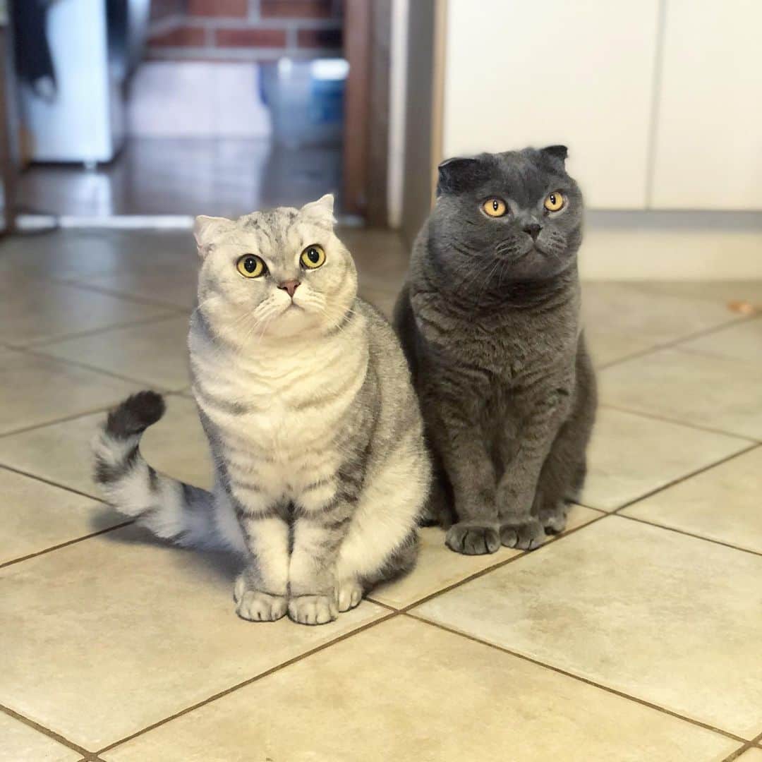 Baconのインスタグラム：「At least we have each other. 😻😽😿 Sending lots of love to everyone right now! 💕#iso #isolation #covid_19」