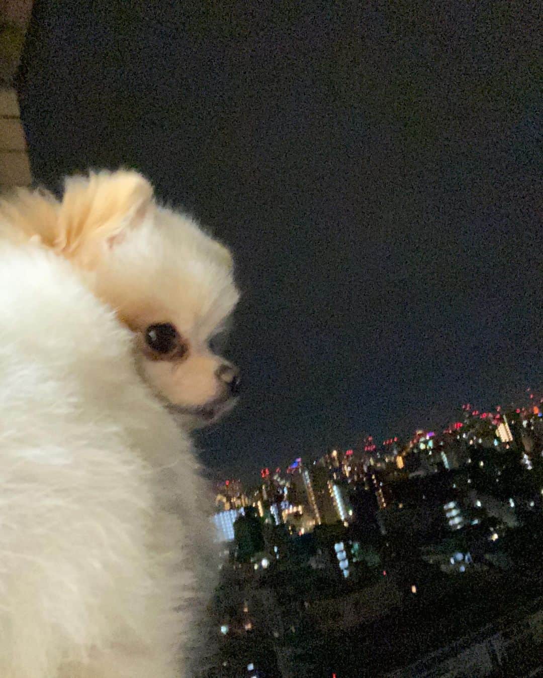 小山桃さんのインスタグラム写真 - (小山桃Instagram)「今夜はスーパームーンだってね✨みんなで空見上げよう🌕」4月8日 9時13分 - momoko_pu