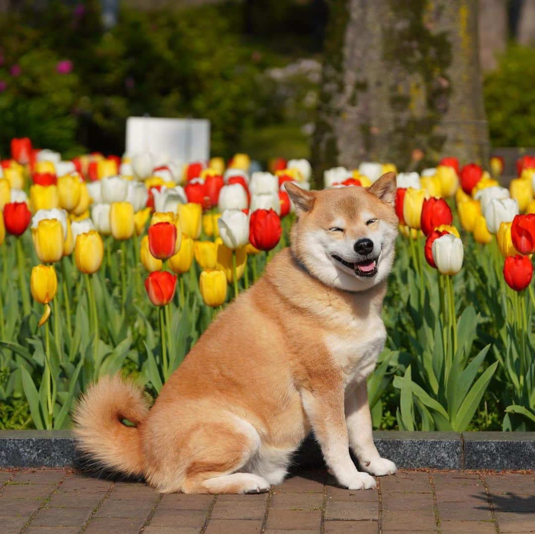 まる（まるたろう）さんのインスタグラム写真 - (まる（まるたろう）Instagram)「I will give it my all with a smile today too. ✨🐶😄✨おはまる〜！今日も笑って免疫アゲアゲして行くよ〜！ #チューリップに負けてられない #免疫力アゲアゲ大作戦 #コロナに負けるな #総力戦」4月8日 9時33分 - marutaro