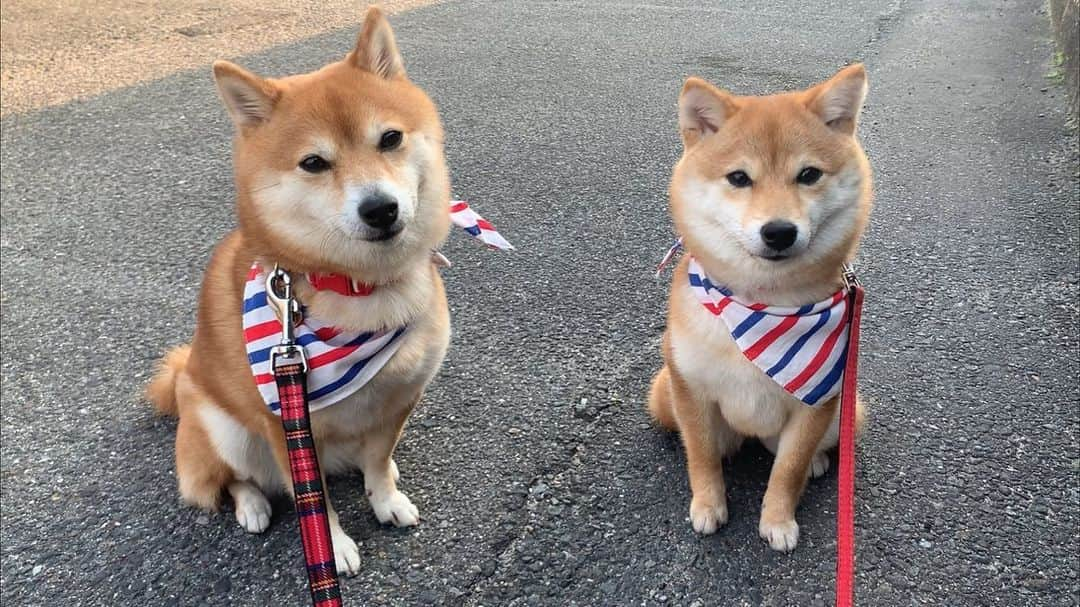 豆柴 サニーちゃんさんのインスタグラム写真 - (豆柴 サニーちゃんInstagram)「. . HELLO〜こんばんわん🐻🐶🍀 . 今日は48の日〜🎶 お散歩Liveみてくれて ありがとうございました🐻🐾🐶🐾 . ご近所友達の、のんちゃん登場✨ ラムちゃんは、いつものんちゃんと じゃれ合いっこします😊 のんちゃんは1歳なんだけど ちゃんと上手に手加減してくれて 優しいんだよね〜💓 . さにちゃんは、毎度毎度 のんちゃんパパさんに マッサージを要求します😆 . . #本日のさにらむ散歩 #さにらむ2ショット #柴の日 #柴距離 #のんちゃん大好き #ご近所のわん友 #ラムちゃんのおちっこは低姿勢 . #柴犬#豆柴 #赤柴#豆柴子犬 #まめしば#いぬのきもち#ふわもこ部 #サンデイ#サンデイいぬ組#anicas#shiba_snap #shibainu#shiba#mameshiba#shibastagram #mameshibapuppy#shibapuppy #豆柴サニーちゃん#豆柴ラムちゃん#さにらむたん #さにらむ2020」4月8日 19時22分 - sunny_rei_32