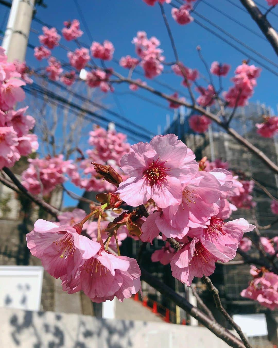 カン・ハンナさんのインスタグラム写真 - (カン・ハンナInstagram)「.﻿ ﻿ ﻿ この写真は、3週間前のものです🌸💕 ﻿ ﻿ ﻿ まだ春休み中だった学校に誰もいなかったので、マスクを外して撮った写真ですが、懐かしい…😌　﻿ ﻿ ﻿ 大学院はGW明けからオンラインで始まる予定なので、しばらく学校に行くことは無いのですが、自然豊かな校庭が恋しくなります。﻿ ﻿ ﻿ コロナの影響で外出をしていない日々が続いていますが、今年も綺麗な桜が見れたことには感謝しなきゃですね💗　﻿ ﻿ ﻿ きっと終わりは来る。。その時まではみんなで力を合わせましょうね！頑張ろうニッポン。頑張ろうTOKYO🍀✨ ﻿ ﻿ ﻿ ﻿ ﻿ ﻿ ﻿ ﻿ #校庭 #桜 #今年の桜も綺麗　﻿ #自然の力をいただく #自粛 ﻿ #stayhome #staytokyo ﻿ #3주전에찍은사진 #분명끝은올거니까 ﻿ ﻿ ﻿ ﻿ ﻿ ﻿」4月8日 19時24分 - kang_hanna_jp