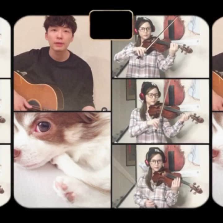 のインスタグラム：「🎻 . . . やってみるよね😛 #うちで踊ろう #ヴァイオリン足してみた メインキャストはミルたんです🐶🤍 #星野源 さんが教えてくれた #多重録音 ののびしろ😂 #iPhoneと自宅環境の限界w #ずれてるとこはご愛嬌よ👋🏻 . . Sing / @iamgenhoshino  Violin / @asukalohappy Cast / @i_am_milchan . . #Tokyo#JAPAN#Traveler#Violinist#Artist#music#love#happy#musicianslife#violin#dog#chihuahua#相知明日香#旅するヴァイオリニスト#旅#旅行#東京#日本#ヴァイオリニスト#犬#愛犬#チワワ#可愛い#犬好きな人と繋がりたい」