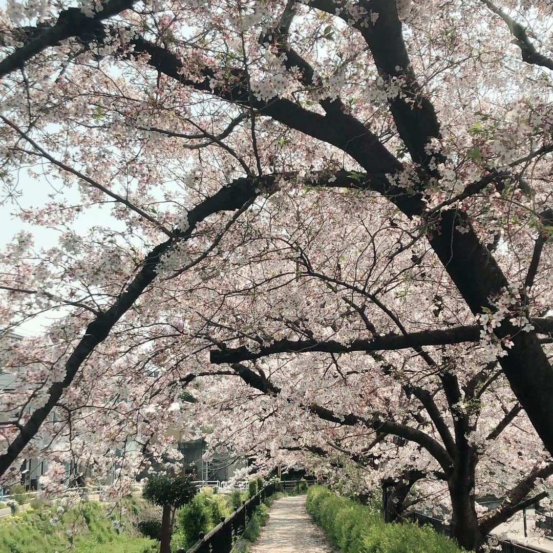 央雅光希さんのインスタグラム写真 - (央雅光希Instagram)「少し葉桜になってたけど、今年の桜も綺麗でした！ 来年はお団子でも食べながら仲良しさんたちと行きたいなぁ🌸 #お花見　#お散歩」4月8日 19時56分 - tatatata_ayk