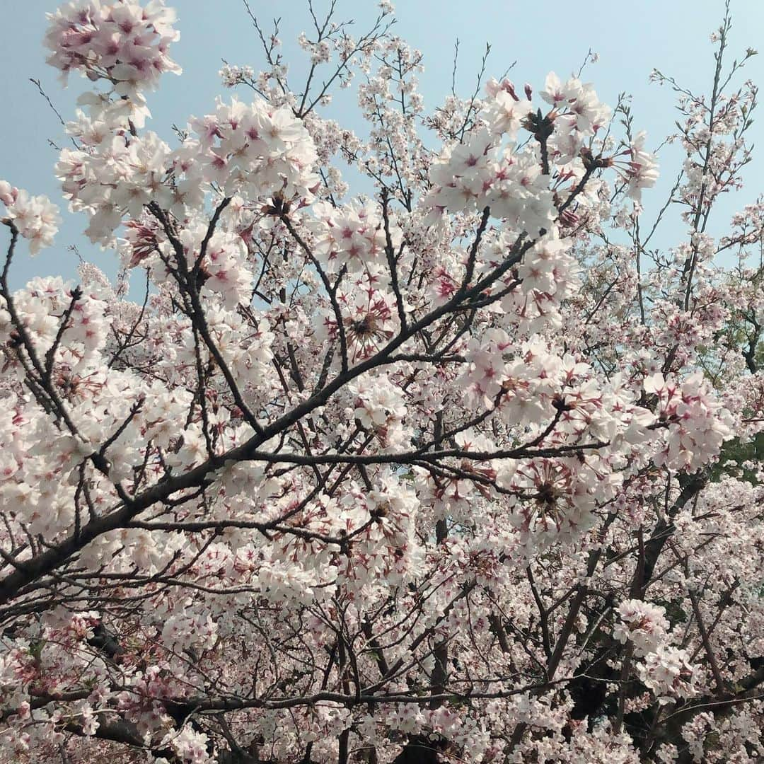 央雅光希さんのインスタグラム写真 - (央雅光希Instagram)「少し葉桜になってたけど、今年の桜も綺麗でした！ 来年はお団子でも食べながら仲良しさんたちと行きたいなぁ🌸 #お花見　#お散歩」4月8日 19時56分 - tatatata_ayk