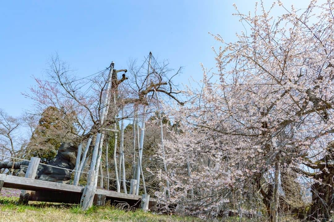 やまがた長井観光局さんのインスタグラム写真 - (やまがた長井観光局Instagram)「🌸桜情報🌸⁠ 遠出も控えらざるをえないこの頃・・・。⁠ そんな皆様に少しでも季節を感じていただけるよう、桜の写真をお届けします！⁠ ⁠ 🌸伊佐沢の久保ザクラ・・・つぼみ(１～３枚目)⁠ 長井を代表する古典桜は、まだ『つぼみ』でした。⁠ 見学路の脇に咲く桜はいまが満開！⁠ ⁠ 今後も市内の桜の名所をお写真とともに紹介します🌸⁠ あの桜は咲いてる？など要望やリクエストもお待ちしてます👍⁠ ⁠ #山形 #おきたま #長井市 #長井旅 #ながいたび #東洋のアルカディア #やまがたアルカディア観光局⁣ ⁣⠀⁣⠀⁣⠀⁠ #さくら #最上川堤防千本桜 #花見 #桜スポット #伊佐沢の久保桜 ⁠ #yamagata #nagai #travel #cherryblossom #like4like⁣⠀⁣」4月8日 20時00分 - nagai_kankou