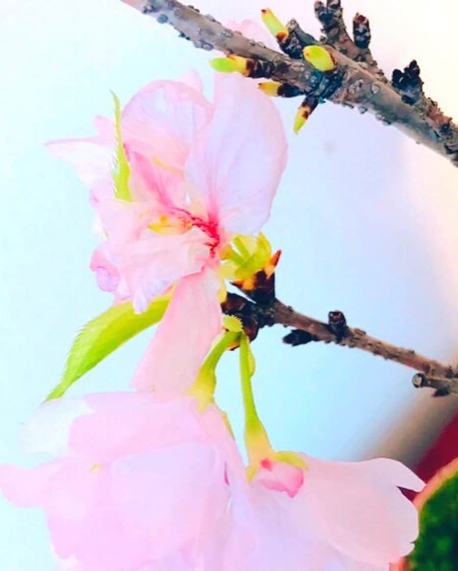 相内優香さんのインスタグラム写真 - (相内優香Instagram)「満開を過ぎた桜が  1日1日  自ら  花を落としていきます。  同時に新たな葉もにょきにょき 生まれてきました。  あえて散った花びらはそのままに。  植物の生命力ってすごいなぁ。  #桜盆栽 #家花見」4月8日 20時01分 - yuuka_aiuchi
