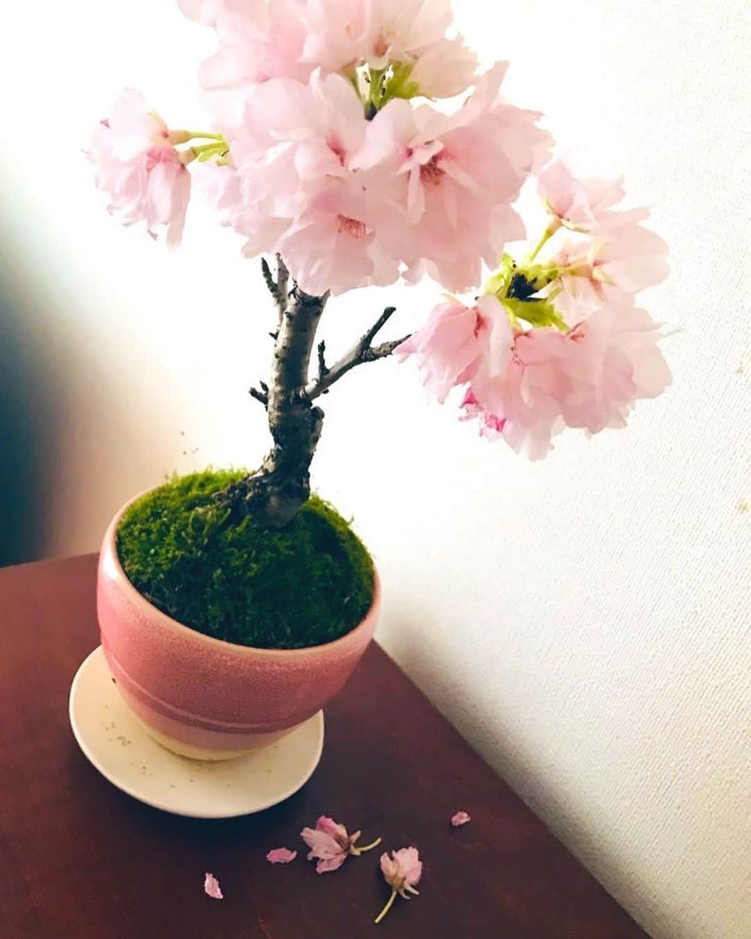 相内優香さんのインスタグラム写真 - (相内優香Instagram)「満開を過ぎた桜が  1日1日  自ら  花を落としていきます。  同時に新たな葉もにょきにょき 生まれてきました。  あえて散った花びらはそのままに。  植物の生命力ってすごいなぁ。  #桜盆栽 #家花見」4月8日 20時01分 - yuuka_aiuchi