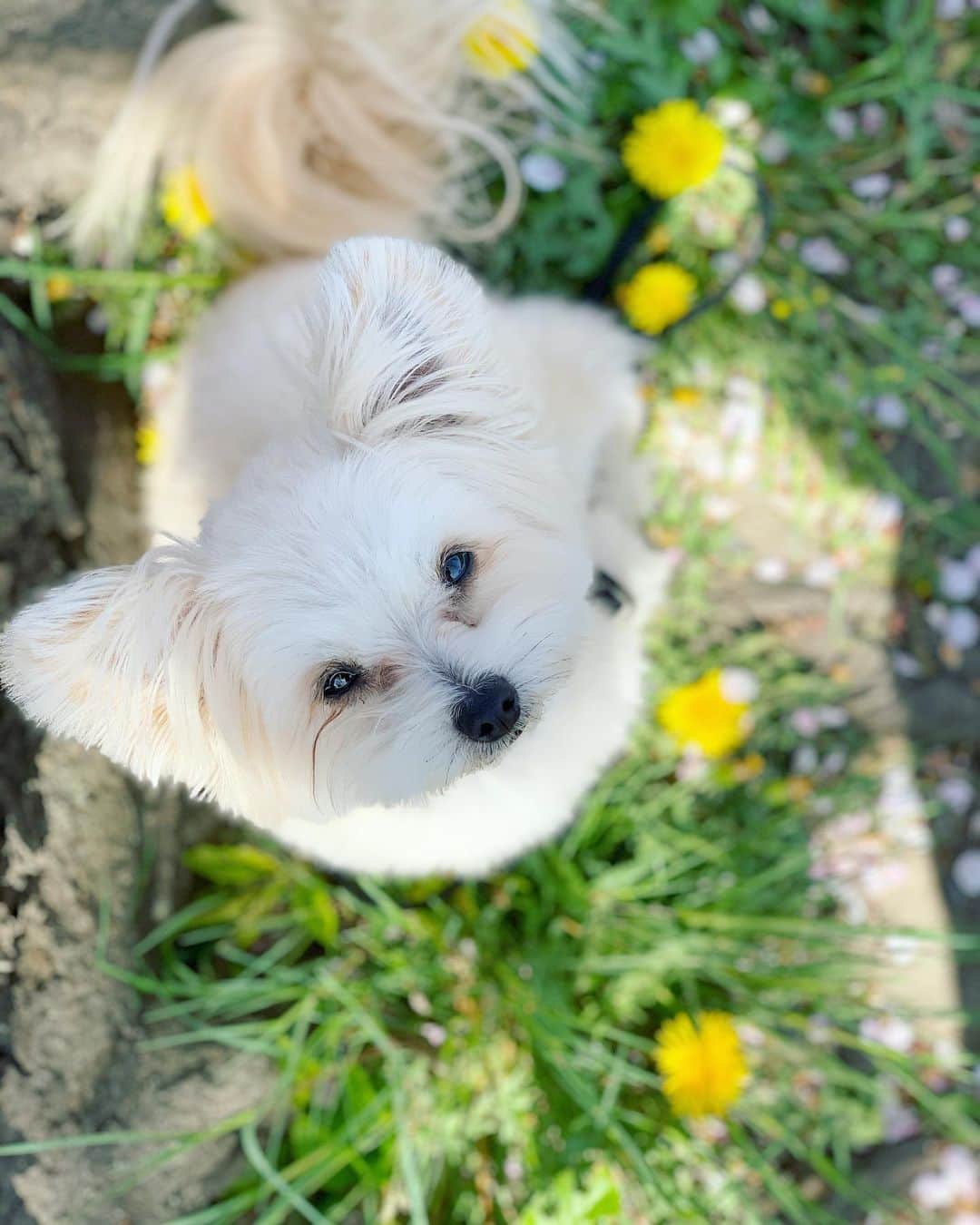 チャン・リーメイさんのインスタグラム写真 - (チャン・リーメイInstagram)「早くもハナミズキが咲き始めた。 ✴︎ と思ったら、 ✴︎ ベランダのモッコウバラの蕾が開花💕 ✴︎ 今年はみんなみんな、 ✴︎ 待ちきれないんだネ💓 ✴︎ #春爛漫 #ハナミズキ #モッコウバラ #保護犬を家族に #花と犬シリーズ #pomeranianmix」4月8日 20時29分 - limeichiang