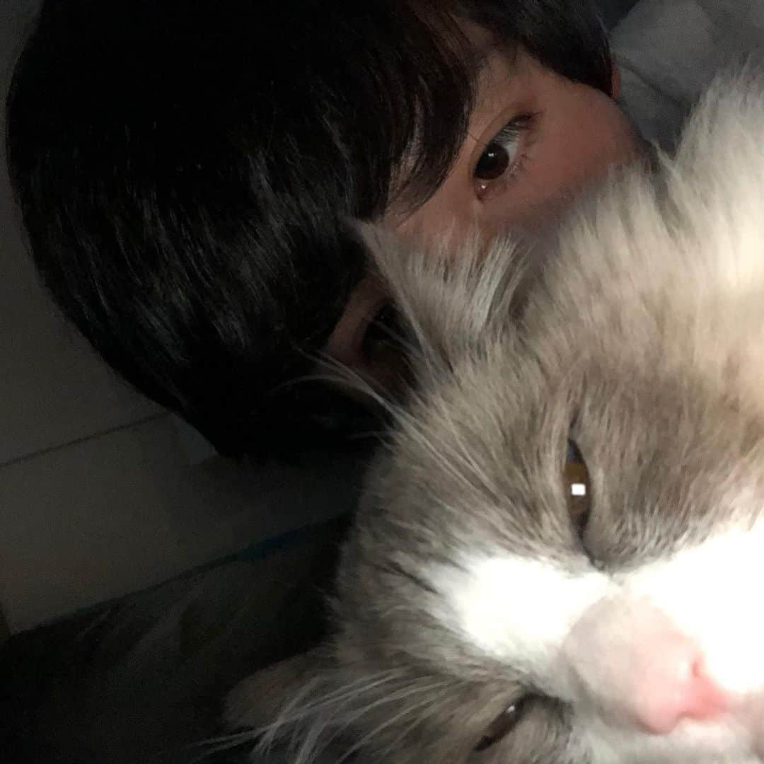 加藤凌平のインスタグラム：「最近すごい甘えん坊なアイルくんです🐈」