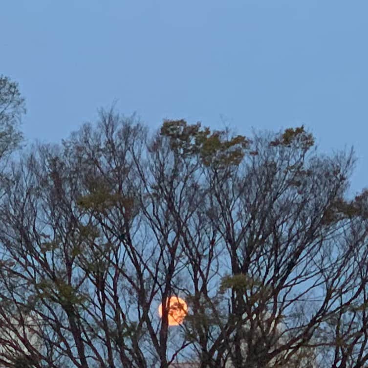 石田ゆり子さんのインスタグラム写真 - (石田ゆり子Instagram)「今日の朝方。 西の空に沈んでいく (いえ、次の夜空のために移動してゆく)ピンク色のスーパームーン🌕2020。 東の空からは 太陽🌞が顔を出す気配と 美しい朝焼けが始まっている。 #supermoon2020🌕  #stayhome」4月8日 11時35分 - yuriyuri1003