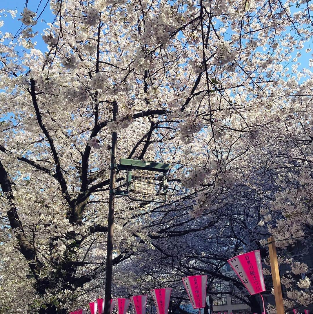 明里ともかさんのインスタグラム写真 - (明里ともかInstagram)「目黒川の桜🌸  #お花見2019」4月8日 12時10分 - akaritomoka2016