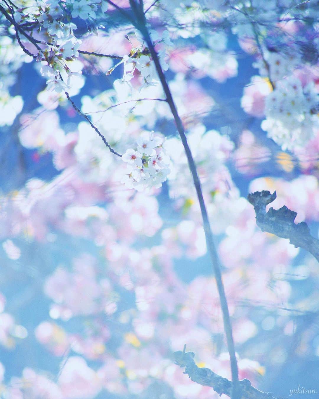 東由樹さんのインスタグラム写真 - (東由樹Instagram)「﻿ ﻿ ﻿ 桜つづきます🌸﻿ ﻿ ﻿ ﻿ 普段あまり選んでこなかった﻿ 色味に加工してみました੧(❛ω❛✿)どうかな？﻿ ﻿ ﻿ ﻿ ﻿ ﻿ ﻿ ﻿ ﻿ #おうち時間﻿ #おうちでお花見﻿ #桜#お花見﻿ #ゆきつんカメラ﻿ ﻿ #bestphoto_japan#photo_jpn﻿ #camera#cameragirl#photo﻿ #photographer#instagram」4月8日 12時35分 - yukitsun_0217