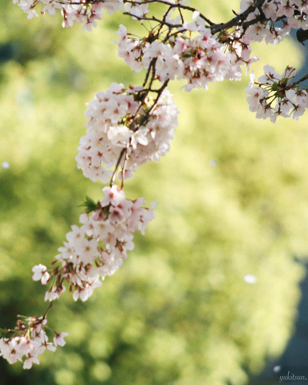 東由樹さんのインスタグラム写真 - (東由樹Instagram)「﻿ ﻿ ﻿ 桜つづきます🌸﻿ ﻿ ﻿ ﻿ 普段あまり選んでこなかった﻿ 色味に加工してみました੧(❛ω❛✿)どうかな？﻿ ﻿ ﻿ ﻿ ﻿ ﻿ ﻿ ﻿ ﻿ #おうち時間﻿ #おうちでお花見﻿ #桜#お花見﻿ #ゆきつんカメラ﻿ ﻿ #bestphoto_japan#photo_jpn﻿ #camera#cameragirl#photo﻿ #photographer#instagram」4月8日 12時35分 - yukitsun_0217