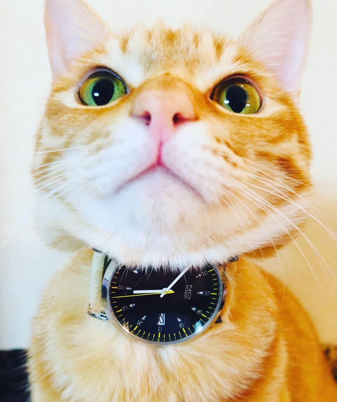 マロさんのインスタグラム写真 - (マロInstagram)「⌚︎No Monday⌚︎ Coolなデザインの時計はボクもお気に入りニャン💓 ✴︎クーポンコード『rinne318』を使用すると10%off になるニャン！  @nomonday_jp  #nomonday#ノーマンデー#腕時計 #時計#手元倶楽部」4月8日 12時50分 - rinne172