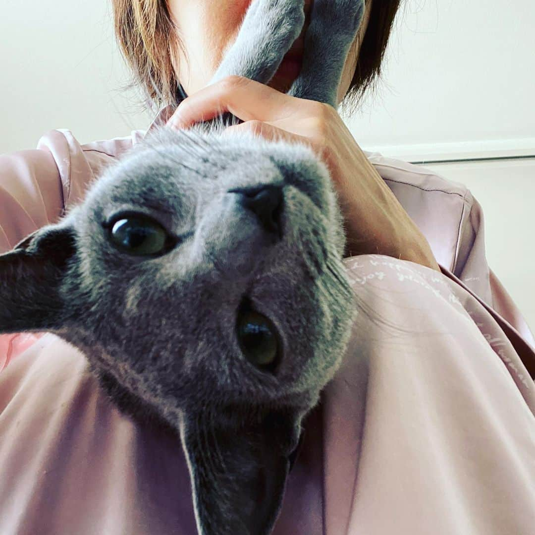 安蘭けいさんのインスタグラム写真 - (安蘭けいInstagram)「甘えたくう🐈 出かけないから、パジャマを着替えるタイミングがわからなくて、いつまでもパジャマでいることになりそうなんですが、みなさんはいつ着替えますか？ #自宅待機  #パジャマ #早く着替えたい #起きたらすぐ？ #朝ご飯前？ #掃除の前？ #ずっとパジャマ？ #教えて #ロシアンブルー #russianbluecat」4月8日 13時09分 - toko_aran